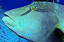 Pesce napoleone a Elphinstone Reef
