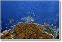Crociera Subacquea Elphinstone - Isole Brothers, Mar Rosso 2007