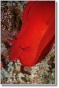 Crociera Subacquea St.John's Reef, Mar Rosso, 8-15 marzo 2009