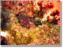 Crociera subacquea in Mar Rosso, 2006