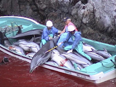 Massacro di delfini