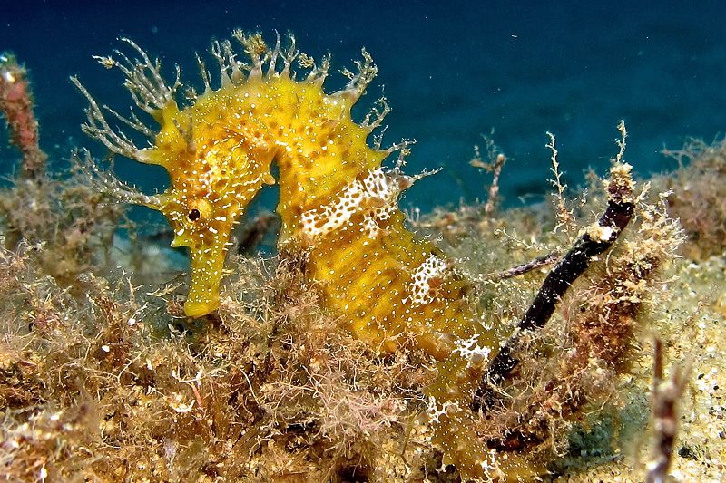 Immersioni all'Isola d'Elba