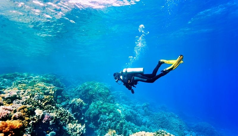 Immersioni all'Isola d'Elba