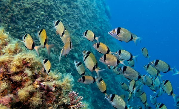 Isola d'Elba: in immersione tra i fondali dell'arcipelago