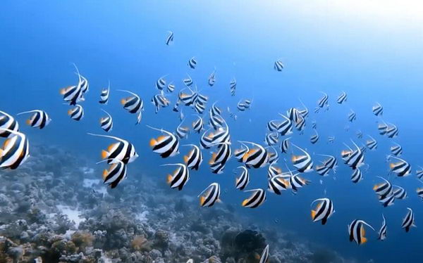 Crociera sub in Mar Rosso: il Nord, tra reef e relitti