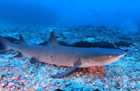 Cocos Island: il regno dei grandi pelagici