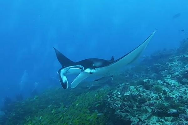 Le nostre Maldive:  incontro con mante e squali