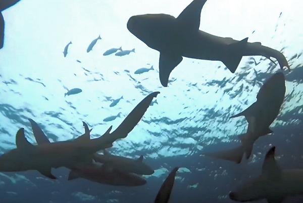 Spettacolo ad Alimatha Jetty, Maldive: squali a 360&deg;