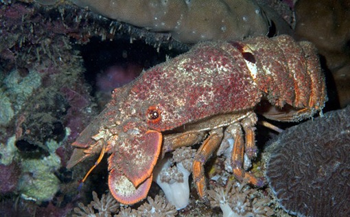 Incontro ravvicinato con la Cicala di mare