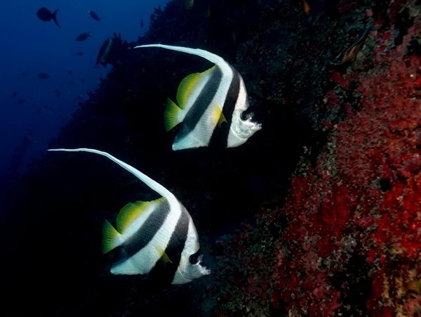 Maldive sotto la pioggia: grigio in superficie, spettacolo nel blu