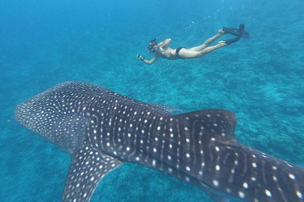 Incanto oceanico: tra reef, squali, razze e lo squalo balena alle Maldive