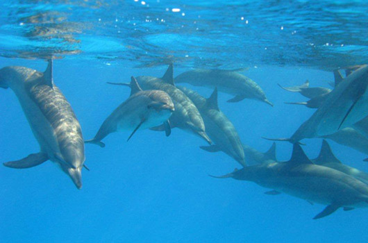 Danzando nel blu: nuotando con i delfini in Mar Rosso