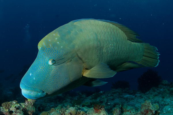 L'imperatore innamorato: un pesce napoleone che ci ha rubato il cuore
