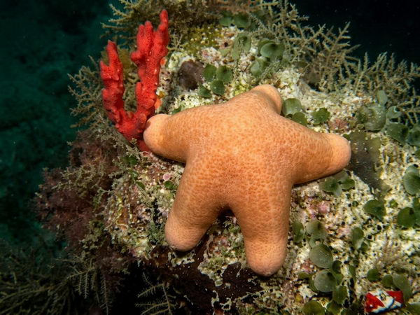 La magia del buio: immersione notturna alle Maldive