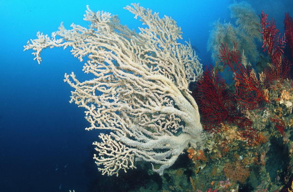 Sicilia Bedda