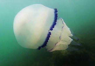 Sistiana: immersione tra le meduse nella baia di Trieste