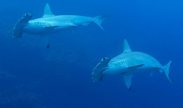 Nel blu di Daedalus Reef: a -40 metri tra gli squali martello