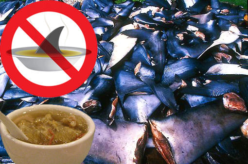 No allo shark finning