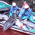 Massacro di delfini in Giappone. Fermiamo la mattanza!