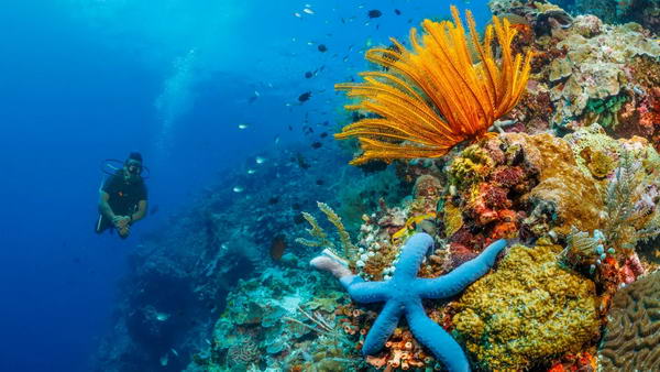 Immersioni a Bunaken