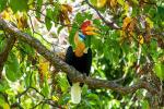 HORNBILL RUGOSO