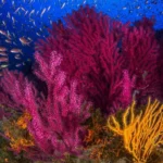 Gorgonie in immersione al Banco di Santa Croce