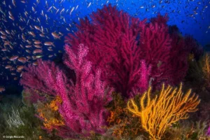 Banco di Santa Croce: tra gorgonie, cernie e aquile di mare