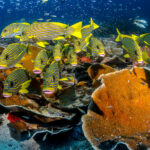 Biodiversità a Raja Ampat
