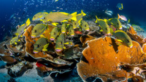 Raja Ampat: viaggio nel cuore del Triangolo dei Coralli