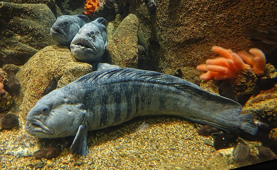 Pesce Lupo