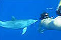 Nuotando con i delfini, Mar Rosso, 2006